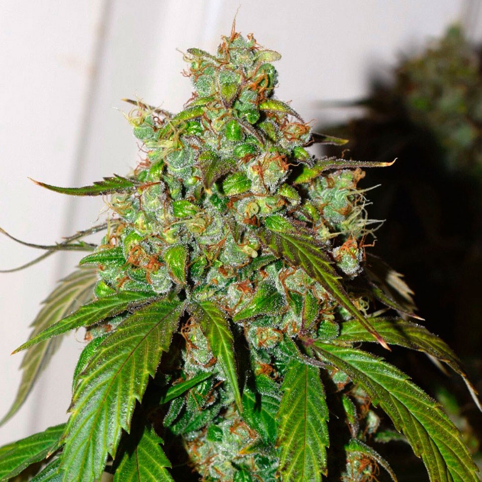 Семена ганжа  Auto Daiquiri Lime feminised Ganja Seeds