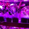 Фитосветильник Союз 100 Вт с доставкой Фитосветильник Союз 100 Вт с доставкой