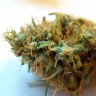 Семена CBDivine feminised Ganja Seeds купить Семена CBDivine feminised Ganja Seeds купить