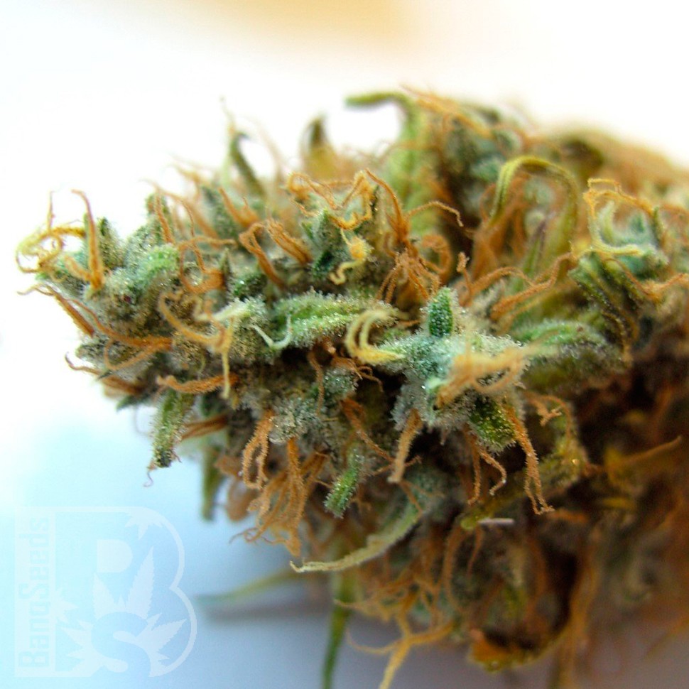 Семена CBDivine feminised Ganja Seeds купить Семена CBDivine feminised Ganja Seeds купить