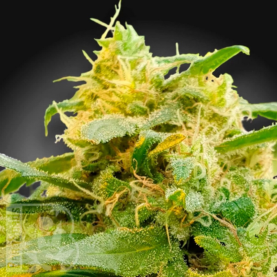 Семена CBDivine feminised Ganja Seeds заказать Семена CBDivine feminised Ganja Seeds заказать