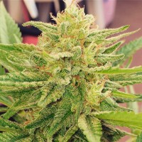 CBDivine feminised Ganja Seeds