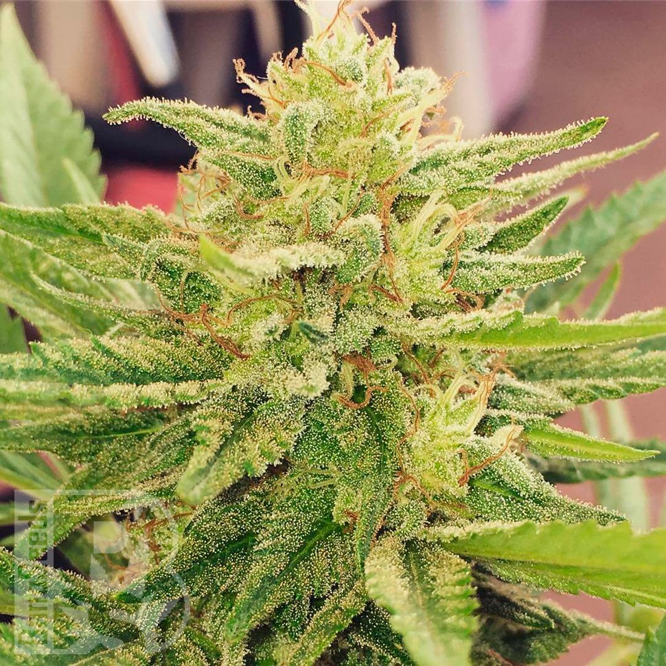 Семена марихуаны  CBDivine feminised Ganja Seeds