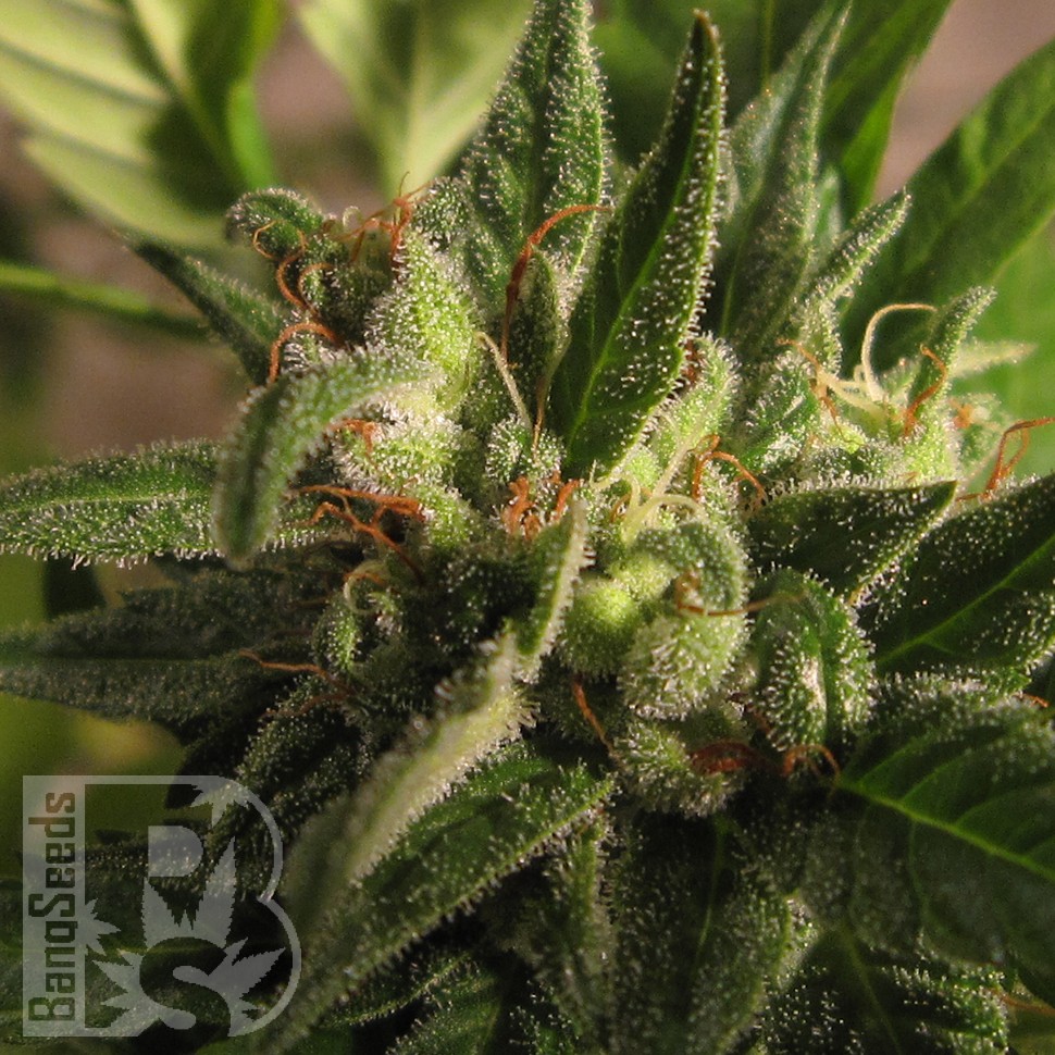 Семена ганжа  Black Domina x M8 feminised Ganja Seeds