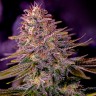 Семена ганжа  Black Domina x M8 feminised Ganja Seeds Семена ганжа  Black Domina x M8 feminised Ganja Seeds