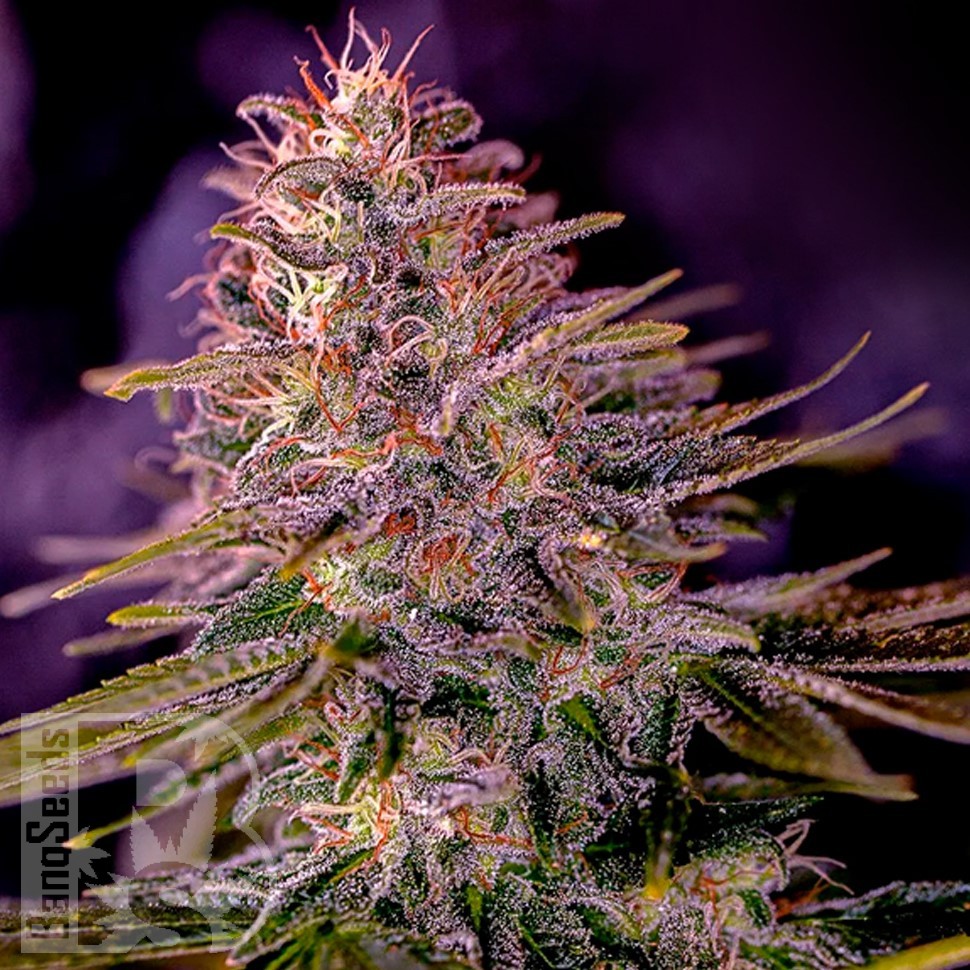 Семена ганжа  Black Domina x M8 feminised Ganja Seeds Семена ганжа  Black Domina x M8 feminised Ganja Seeds