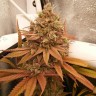 Семена ганжа  Black Domina x M8 feminised Ganja Seeds Семена ганжа  Black Domina x M8 feminised Ganja Seeds