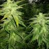 Семена  White Widow x Great White Shark feminised Ganja Seeds Семена  White Widow x Great White Shark feminised Ganja Seeds