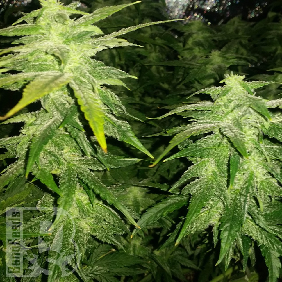 Семена  White Widow x Great White Shark feminised Ganja Seeds