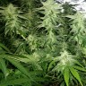 Семена  White Widow x Great White Shark feminised Ganja Seeds Семена  White Widow x Great White Shark feminised Ganja Seeds
