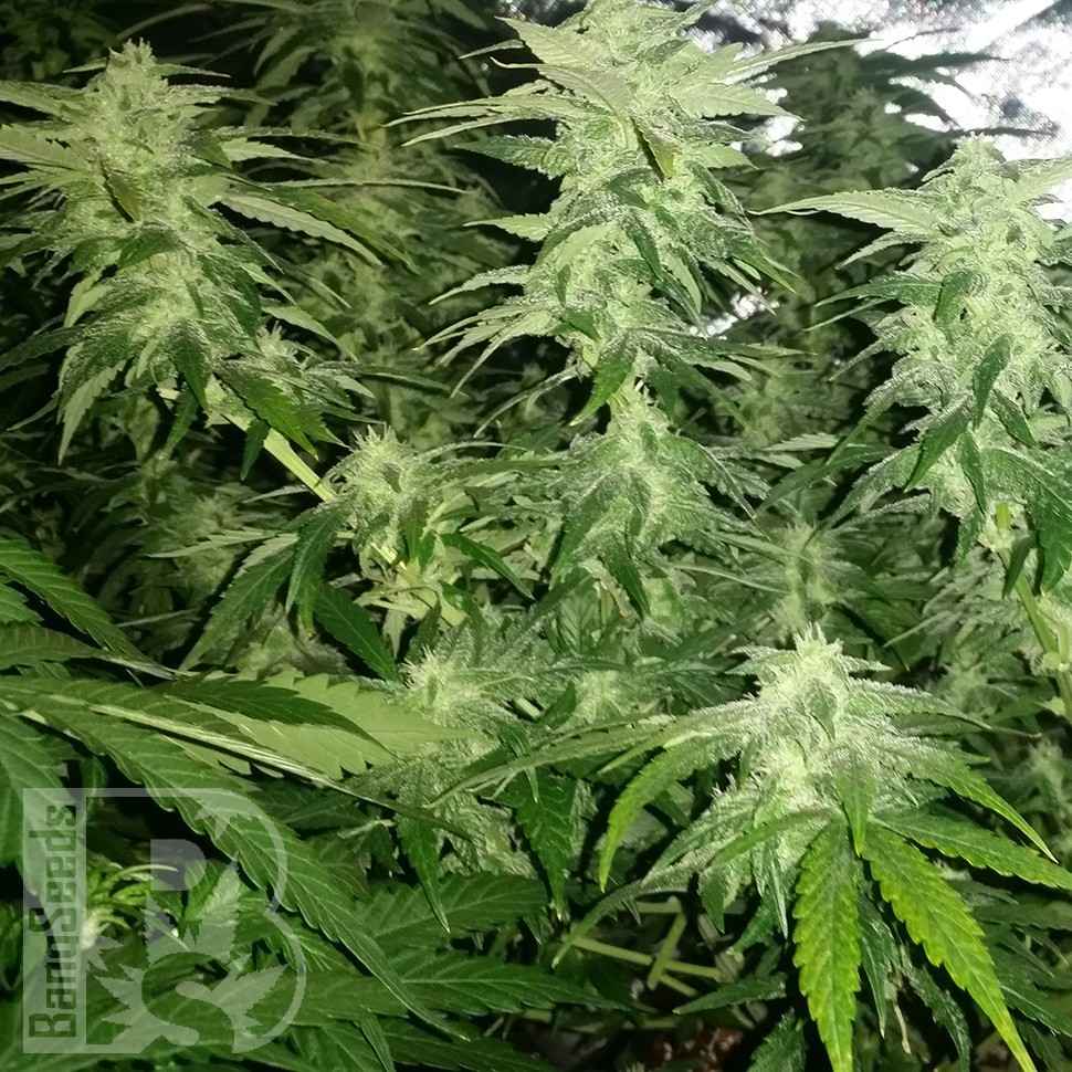 Семена  White Widow x Great White Shark feminised Ganja Seeds Семена  White Widow x Great White Shark feminised Ganja Seeds