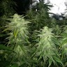Семена  White Widow x Great White Shark feminised Ganja Seeds Семена  White Widow x Great White Shark feminised Ganja Seeds