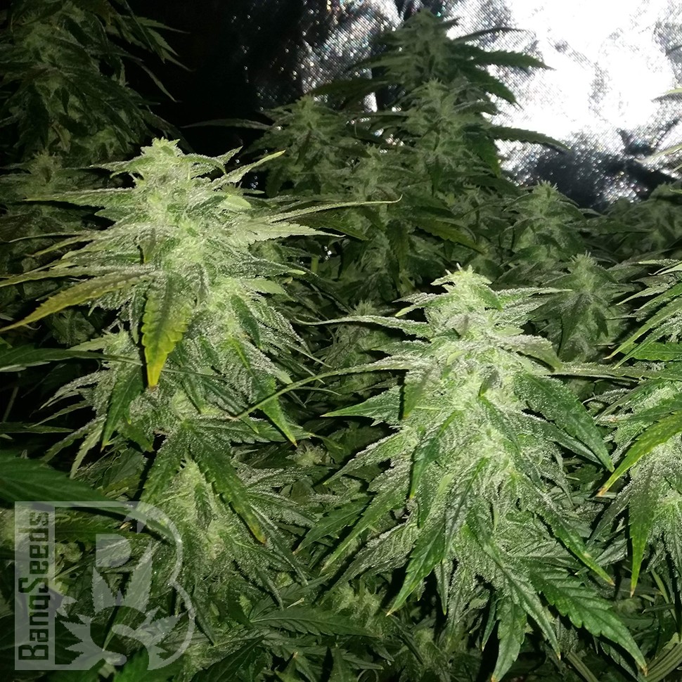 Семена  White Widow x Great White Shark feminised Ganja Seeds Семена  White Widow x Great White Shark feminised Ganja Seeds