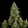 Семена  White Widow x Great White Shark feminised Ganja Seeds Семена  White Widow x Great White Shark feminised Ganja Seeds