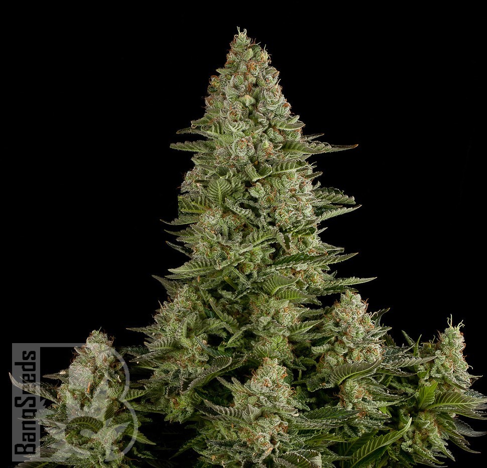 Семена  White Widow x Great White Shark feminised Ganja Seeds Семена  White Widow x Great White Shark feminised Ganja Seeds