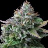 Семена  White Widow x Great White Shark feminised Ganja Seeds Семена  White Widow x Great White Shark feminised Ganja Seeds