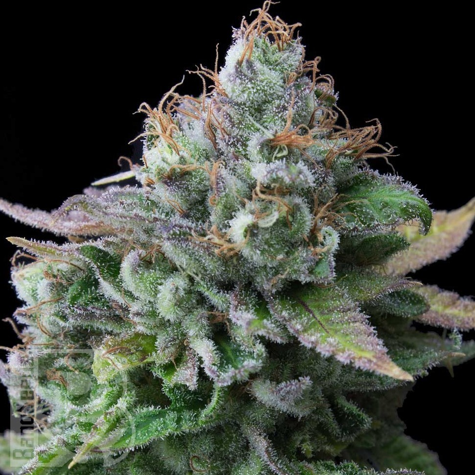Семена  White Widow x Great White Shark feminised Ganja Seeds Семена  White Widow x Great White Shark feminised Ganja Seeds