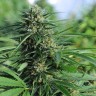 Семена марихуаны Green Crack feminised Ganja Seeds Семена марихуаны Green Crack feminised Ganja Seeds
