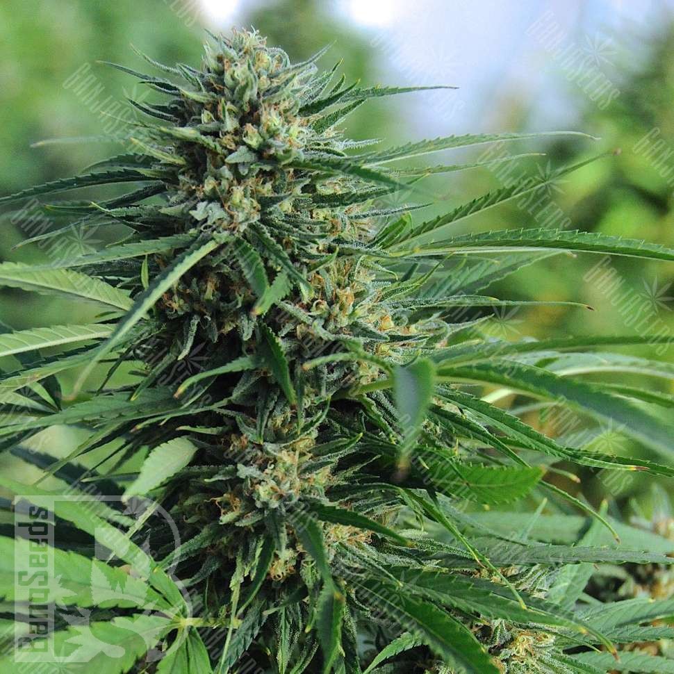 Семена марихуаны Green Crack feminised Ganja Seeds Семена марихуаны Green Crack feminised Ganja Seeds