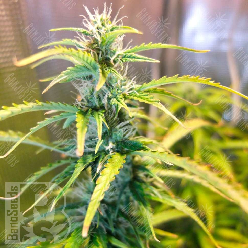 Семена каннабиса Green Crack feminised Ganja Seeds Семена каннабиса Green Crack feminised Ganja Seeds