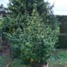 Купить семена Black Russian feminised Ganja Seeds Купить семена Black Russian feminised Ganja Seeds