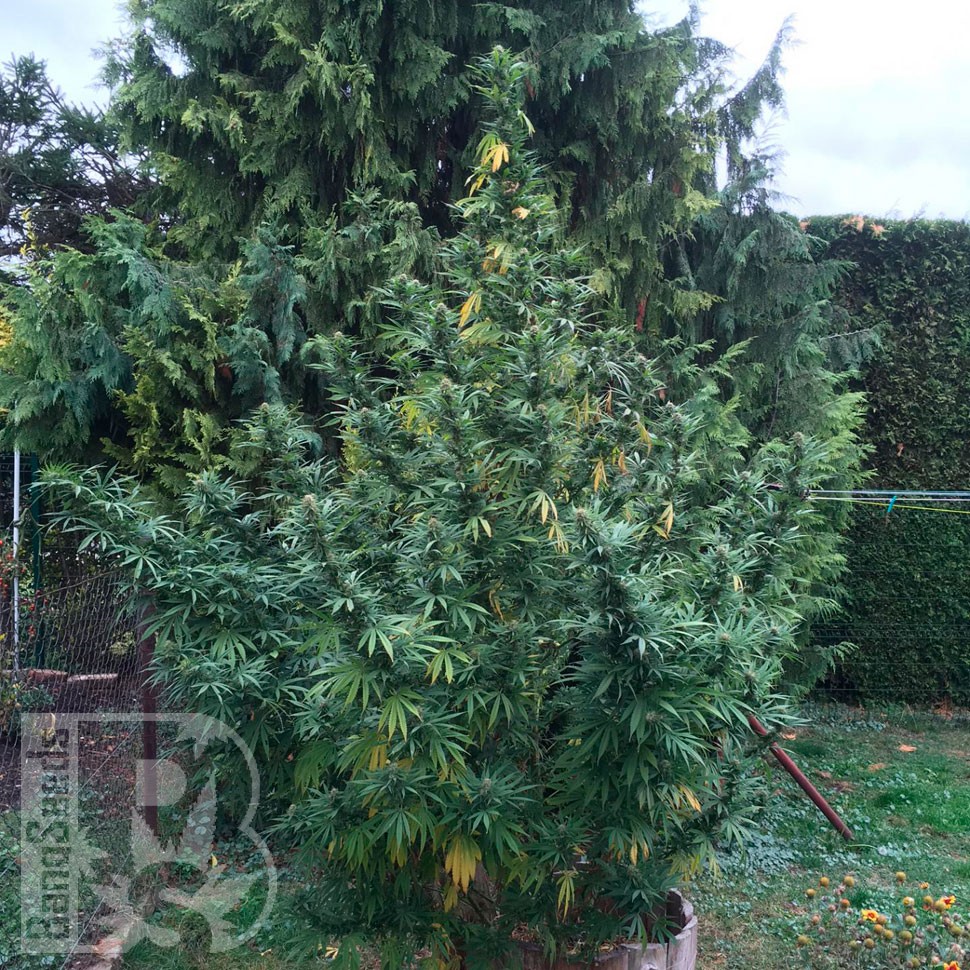 Купить семена Black Russian feminised Ganja Seeds Купить семена Black Russian feminised Ganja Seeds