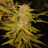 Black Russian feminised Ganja Seeds заказать Black Russian feminised Ganja Seeds заказать