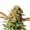 Семена Black Russian feminised Ganja Seeds Семена Black Russian feminised Ganja Seeds