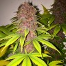 Black Russian feminised Ganja Seeds купить Black Russian feminised Ganja Seeds купить