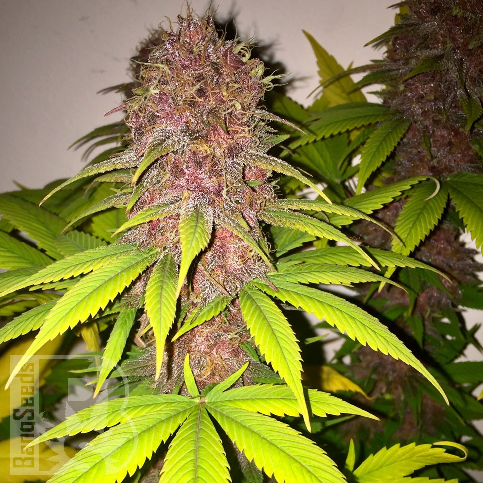Black Russian feminised Ganja Seeds купить Black Russian feminised Ganja Seeds купить