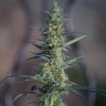 Семена конопли  White Widow x Jack Herer feminised Ganja Seeds Семена конопли  White Widow x Jack Herer feminised Ganja Seeds