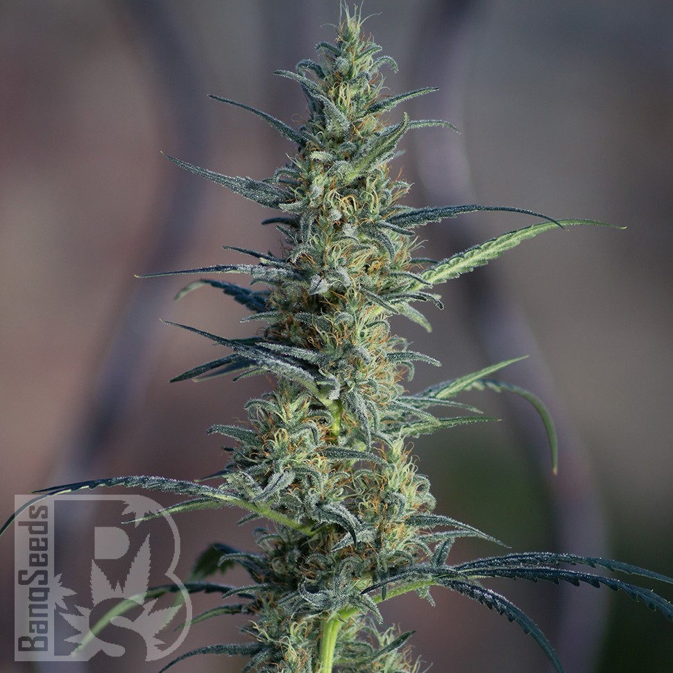 Семена конопли  White Widow x Jack Herer feminised Ganja Seeds