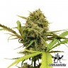 купить семена конопли автоцвет Auto Northern Lights feminised купить семена конопли автоцвет Auto Northern Lights feminised