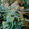 Семена конопли Opium feminised Ganja Seeds Семена конопли Opium feminised Ganja Seeds