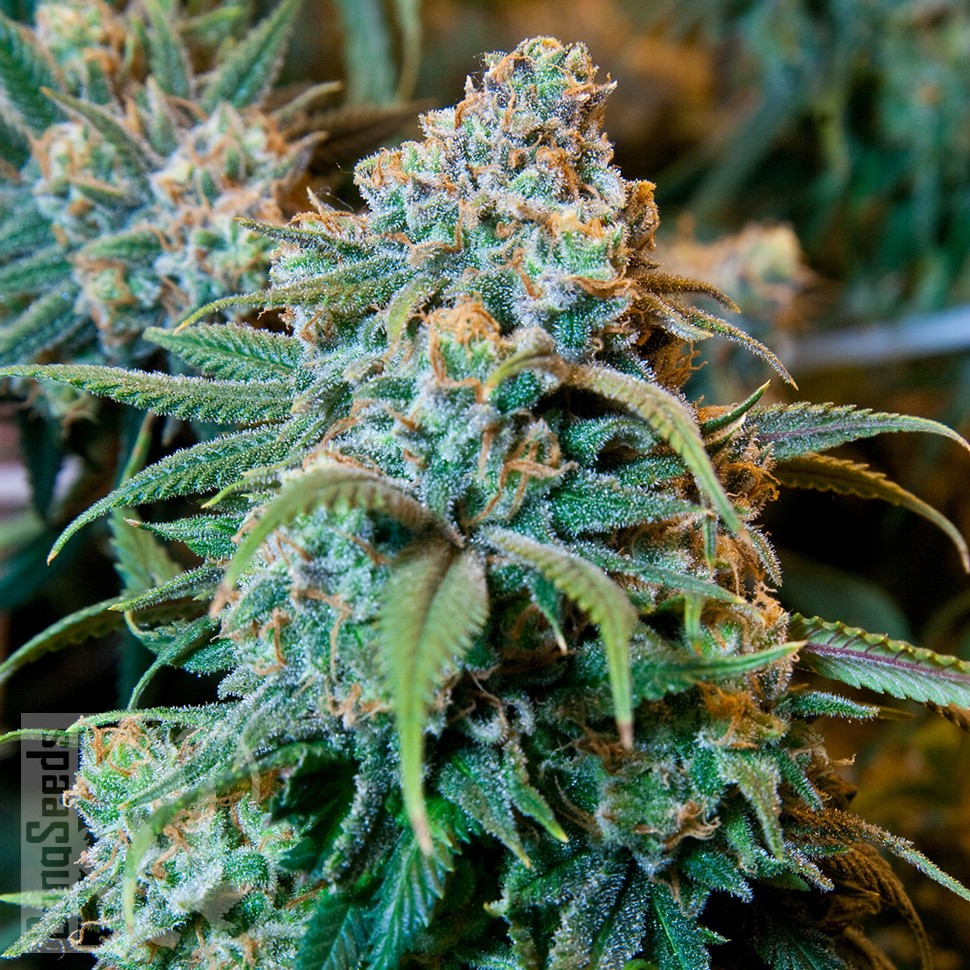 Семена конопли Opium feminised Ganja Seeds Семена конопли Opium feminised Ganja Seeds