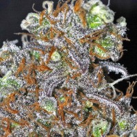 Opium feminised Ganja Seeds