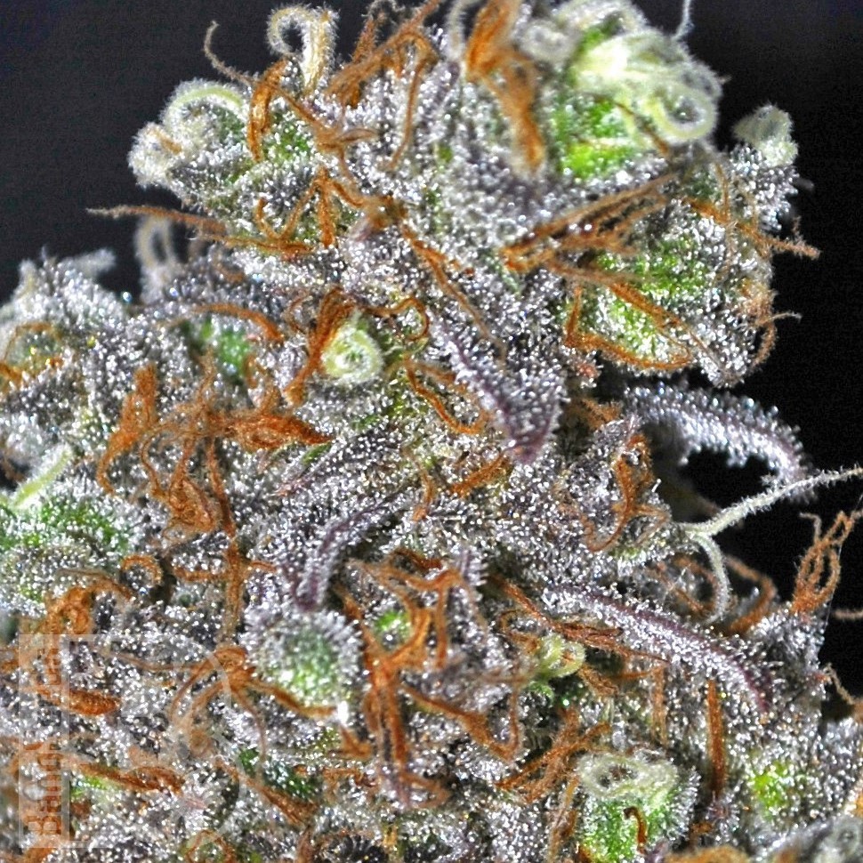 Семена конопли  Opium feminised Ganja Seeds