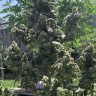Семена конопли  Opium feminised Ganja Seeds Семена конопли  Opium feminised Ganja Seeds