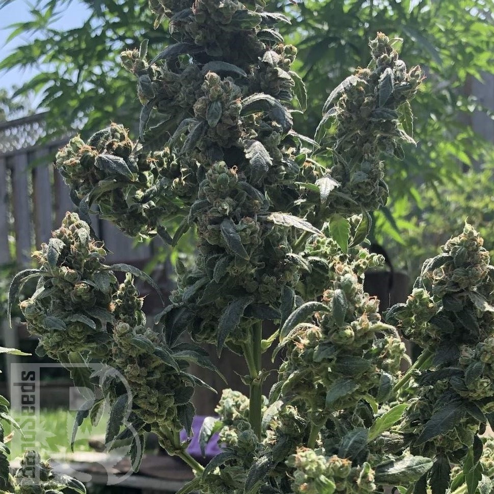 Семена конопли  Opium feminised Ganja Seeds Семена конопли  Opium feminised Ganja Seeds