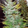 Семена конопли  Opium feminised Ganja Seeds Семена конопли  Opium feminised Ganja Seeds