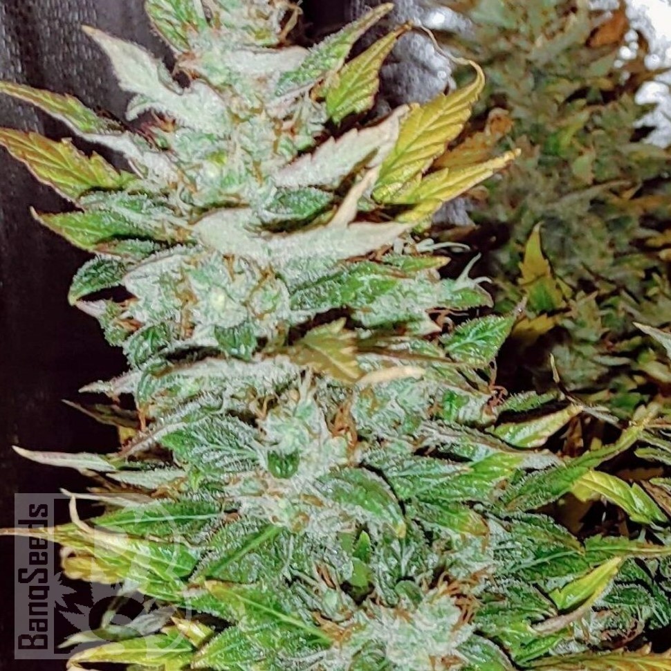 Семена конопли  Opium feminised Ganja Seeds Семена конопли  Opium feminised Ganja Seeds