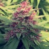 Семена ганжа  Blue Diesel feminised Ganja Seeds Семена ганжа  Blue Diesel feminised Ganja Seeds
