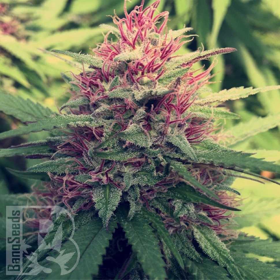 Семена ганжа  Blue Diesel feminised Ganja Seeds Семена ганжа  Blue Diesel feminised Ganja Seeds