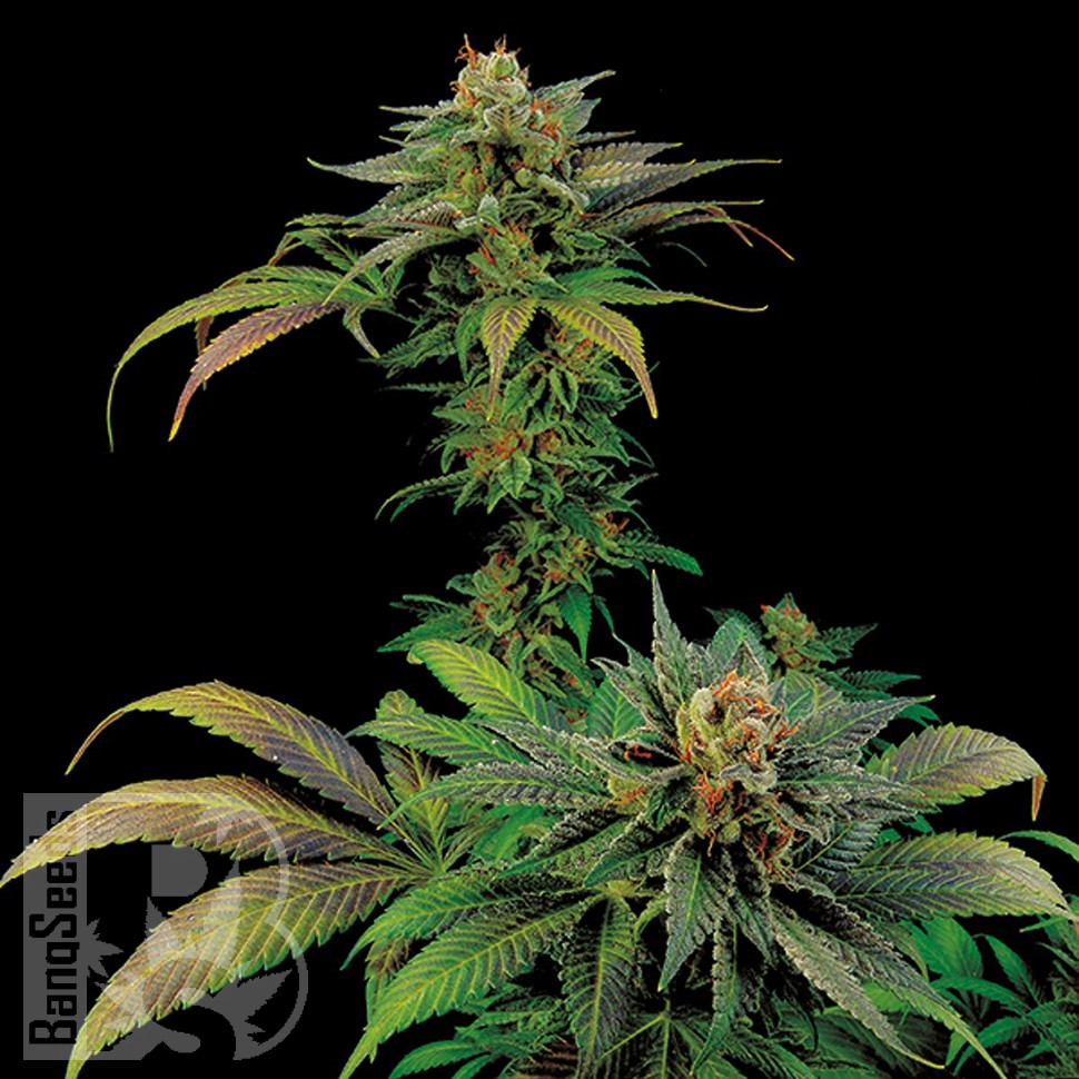 Семена конопли  White Widow x Somango feminised Ganja Seeds