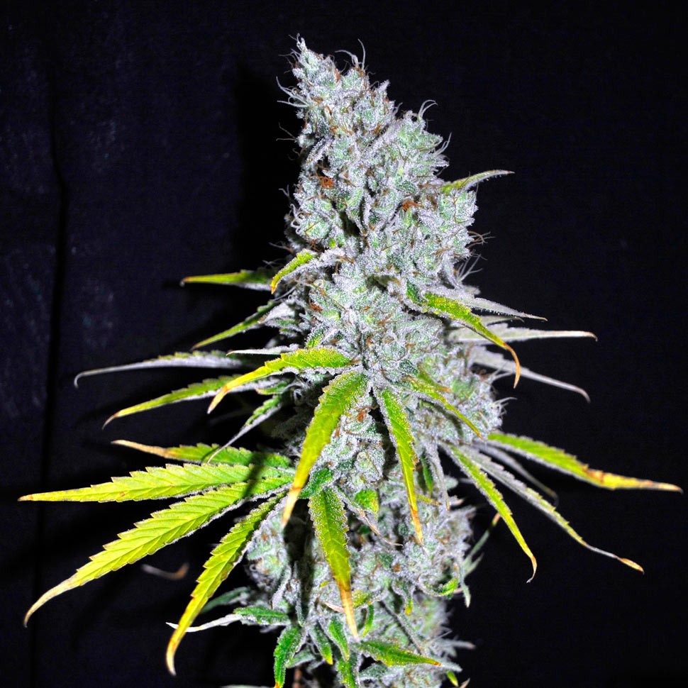 Семена марихуаны  Auto Haze CBD feminised Ganja Seeds
