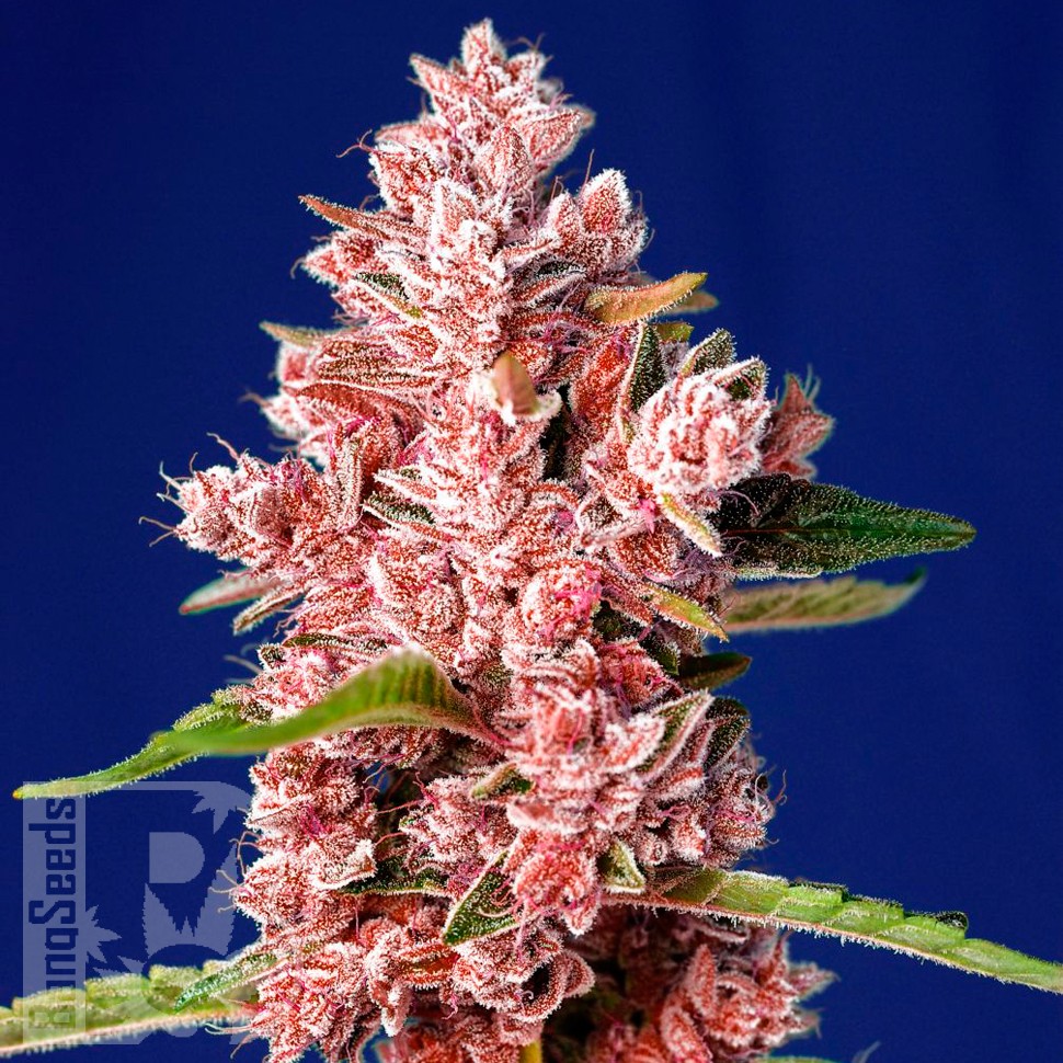 Семена  Tropicanna Poison feminised feminised Ganja Seeds Fast Version