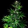 Tropicanna Poison feminised GanjaSeeds Fast Version заказать семена конопли Tropicanna Poison feminised GanjaSeeds Fast Version заказать семена конопли