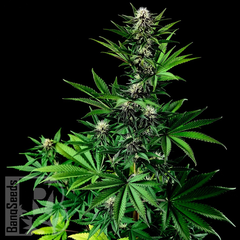 Tropicanna Poison feminised GanjaSeeds Fast Version заказать семена конопли Tropicanna Poison feminised GanjaSeeds Fast Version заказать семена конопли