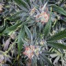 феминизированные семена конопли украина G13 Haze feminised феминизированные семена конопли украина G13 Haze feminised