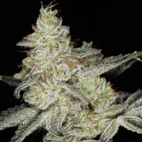 Snow Ryder feminised Ganja Seeds
